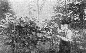 we have 21 acres of old orchard with over 100 year old concord grape vines 